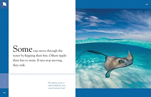 Rays (Amazing Animals) – GOOD
