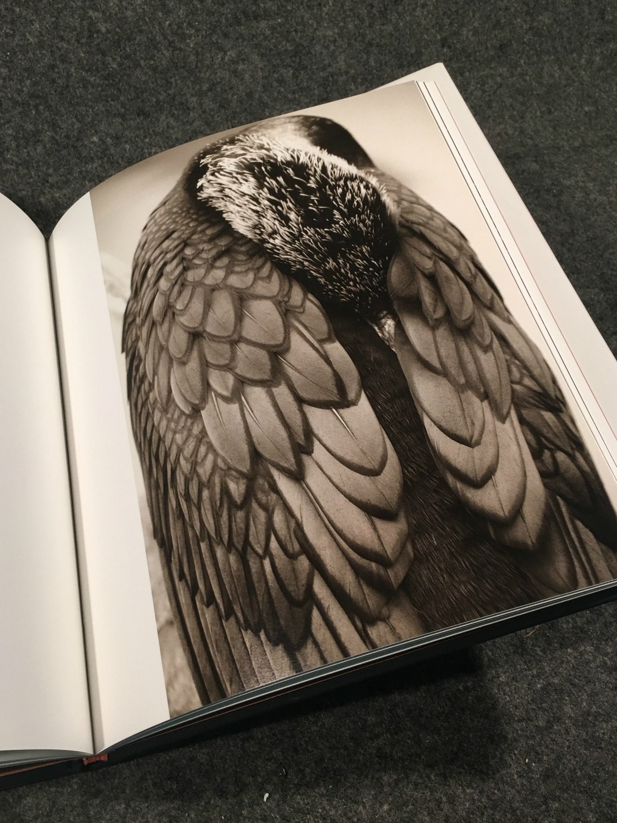Creatures by Henry Horenstein (1999, Hardcover, Deluxe). Signed by the author.