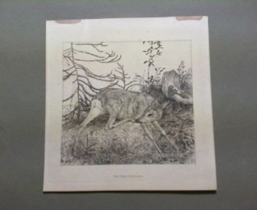 Das Reh – Original-Kupferstich, ca. 157 x153mm (sheet) montiert, (= Die graphisc