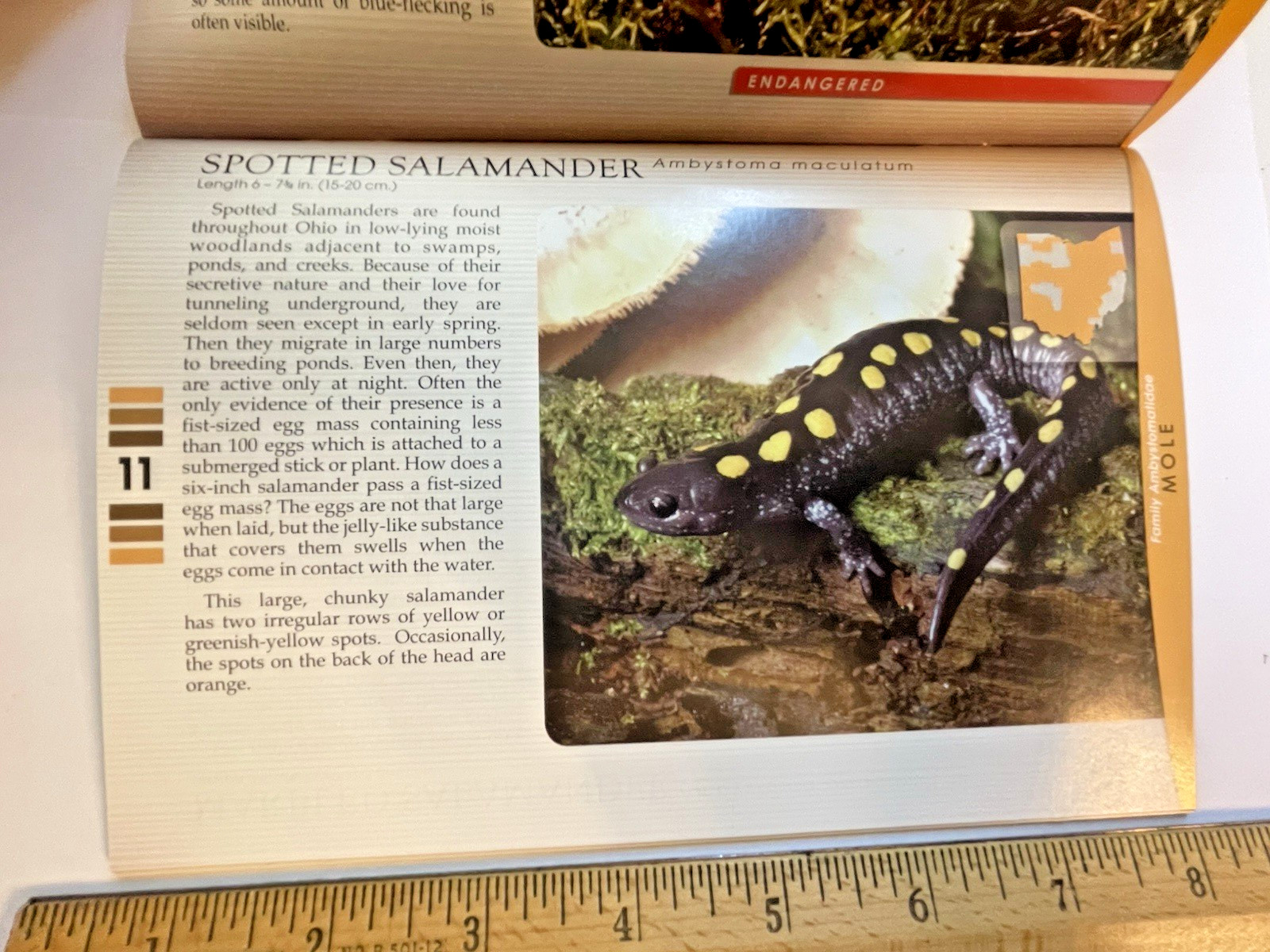 Set of 4 Ohio Field Guides: Spider Lichen Fish Amphibian – Nature Naturalist