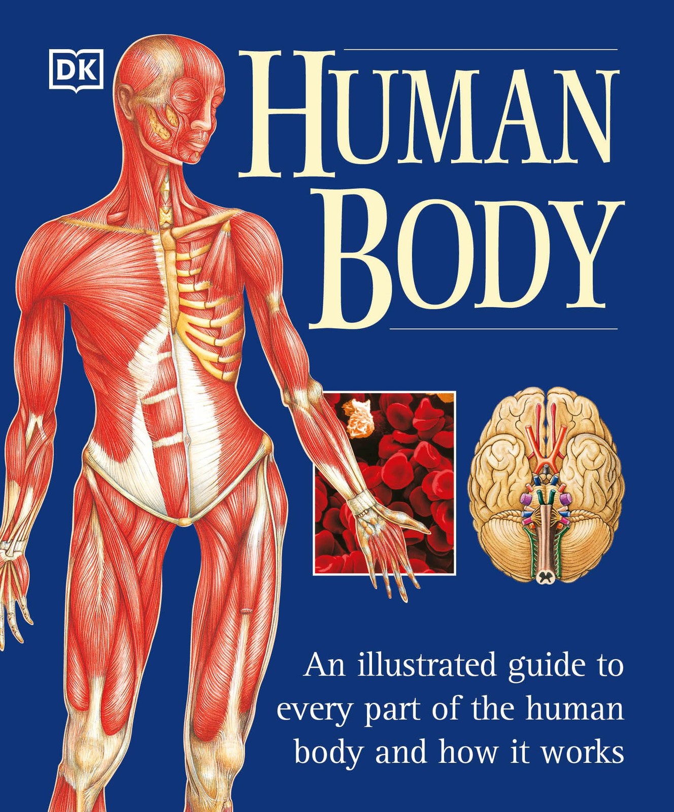 Human Body: An Illustrated Guide to Every Part of the Human Body and How It …