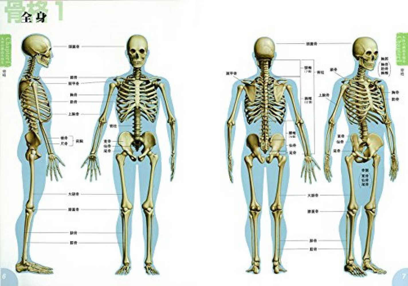How to draw Manga character drawings learned from human anatomy diagrams