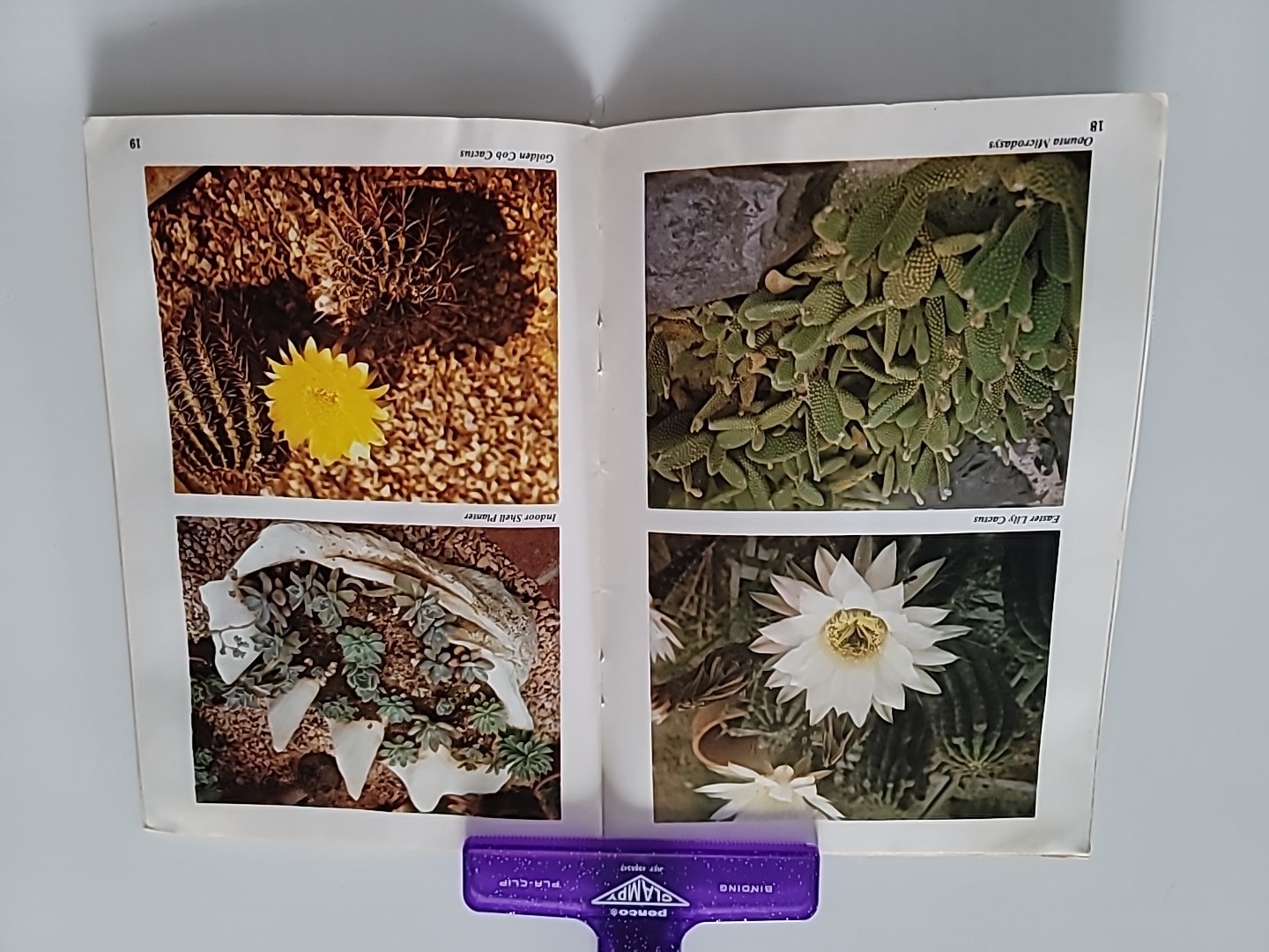 Cactus And Succulents Countryside Books 1976 Edition