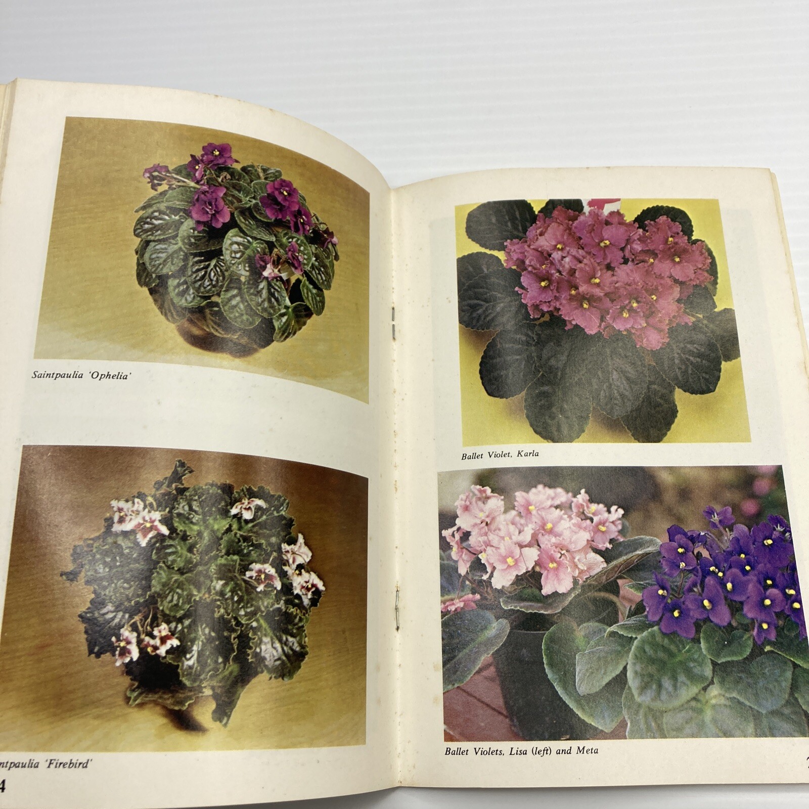 African Violets Countryside Books 1976 Vintage Flower Guide Booklet