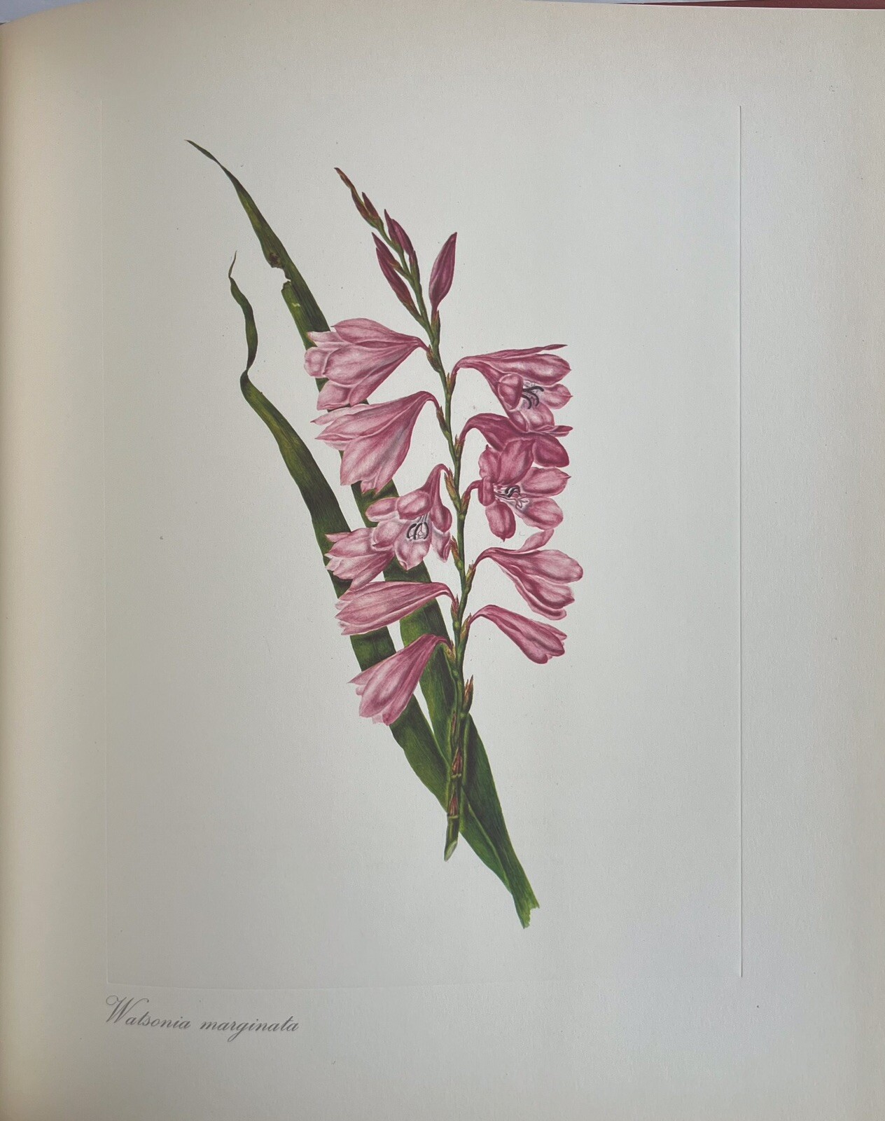 Arabella Roupell Pioneer Artist Of Cape Flowers Allan Bird 1st EDT 291/625 Sigd.