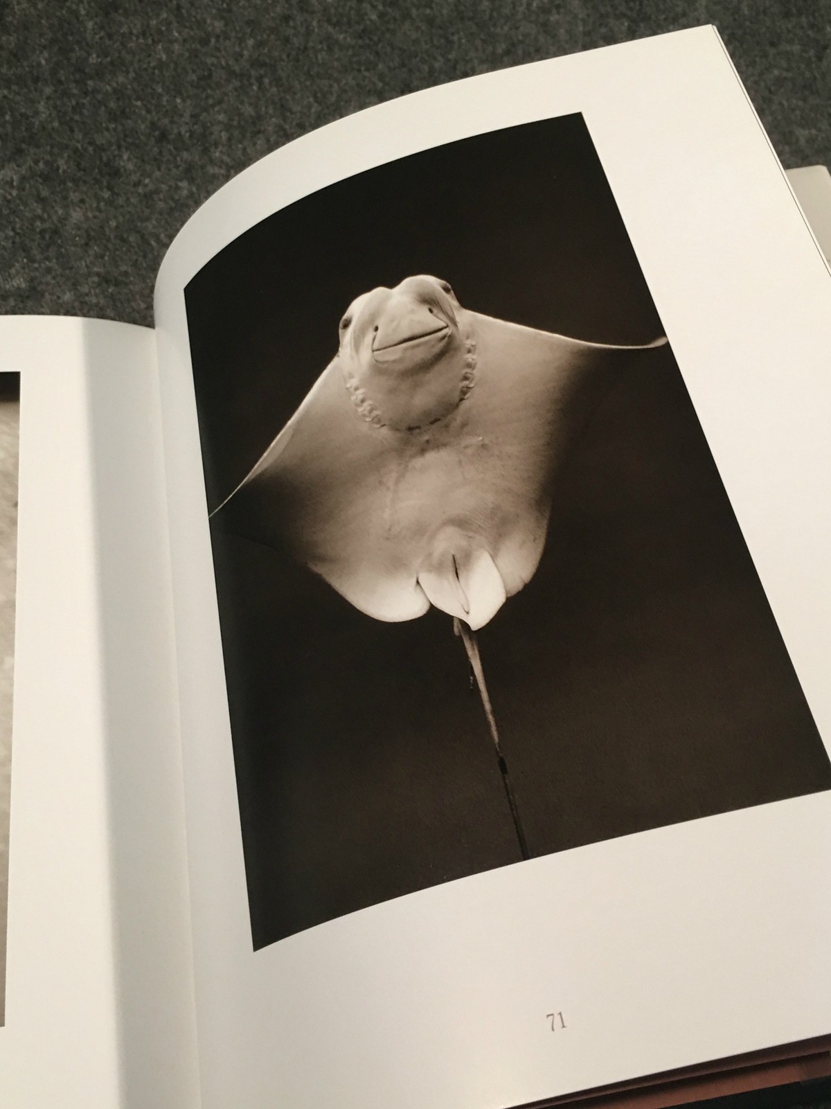 Creatures by Henry Horenstein (1999, Hardcover, Deluxe). Signed by the author.