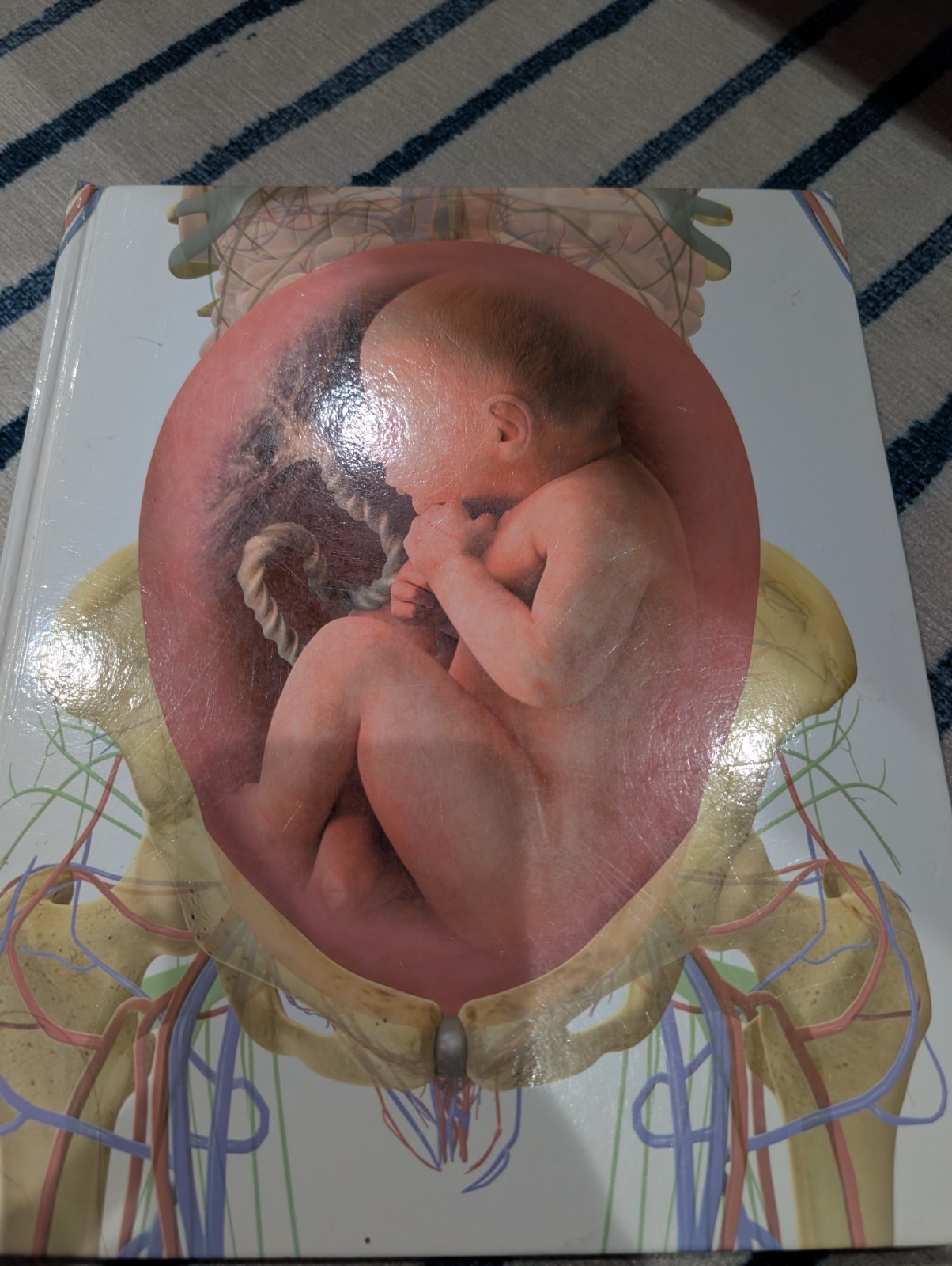 Lot of six Books About The Human Body Anatomy & Physiology Illustrated