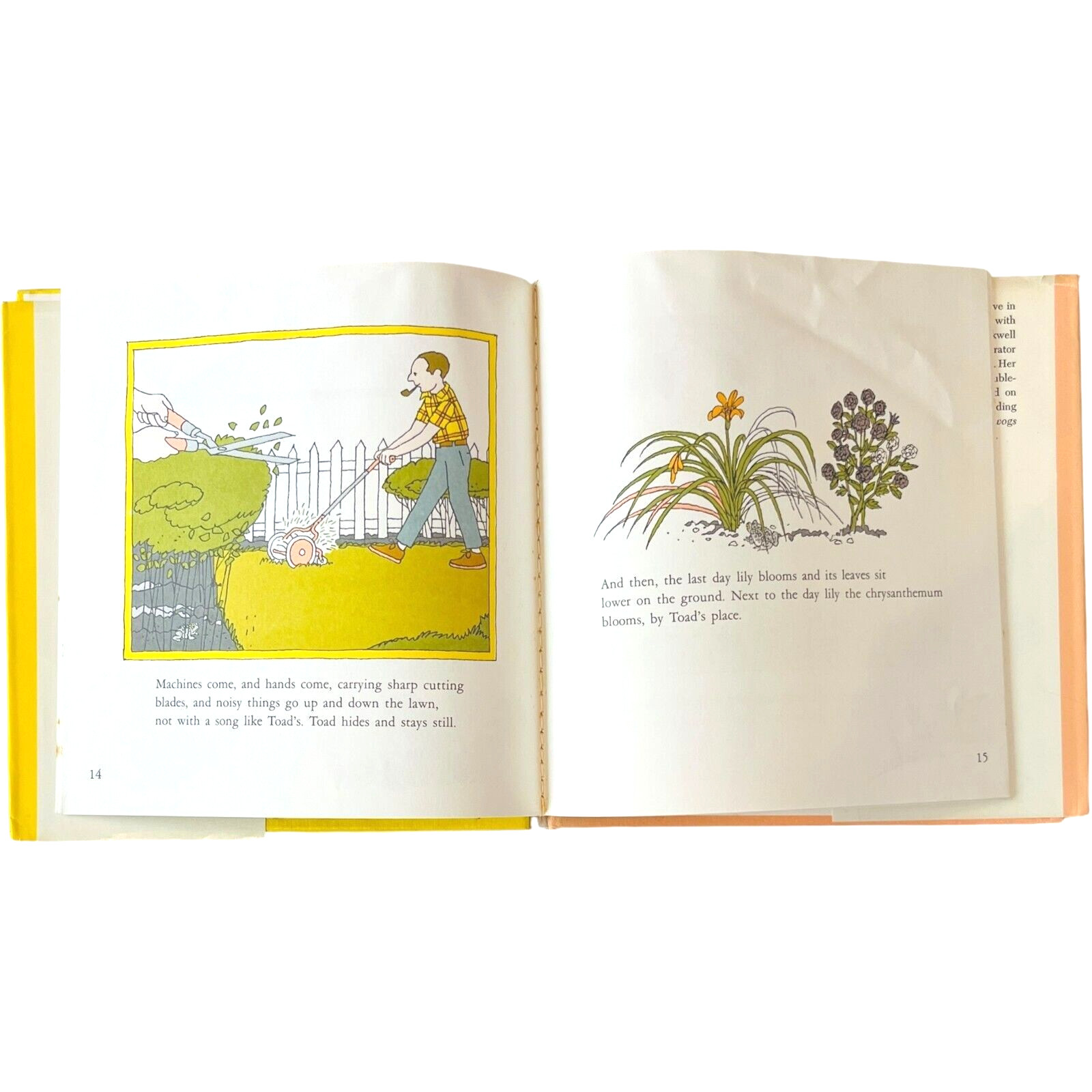 Toad by Anne Rockwell illustrated by Harlow Rockwell – Hardcover Book 1972