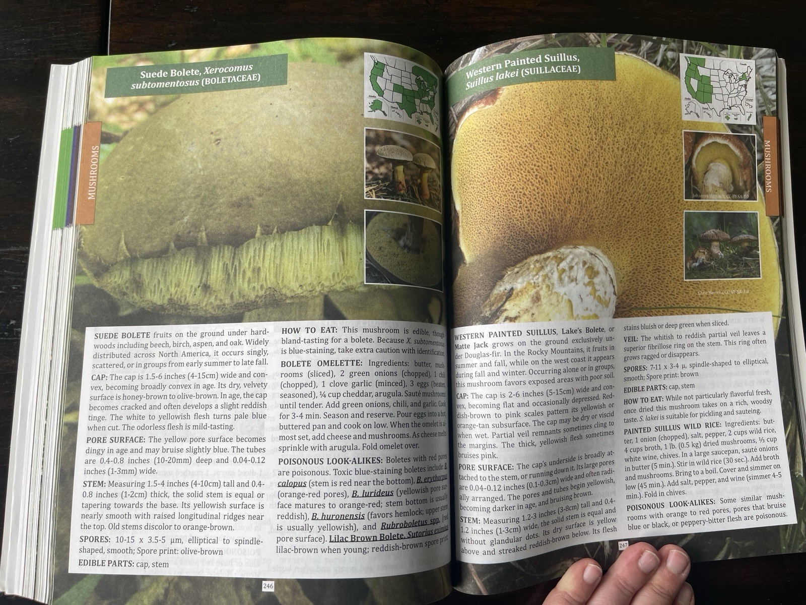 The Forager’s Guide to Wild Foods North American Edition by Nicole Apelian