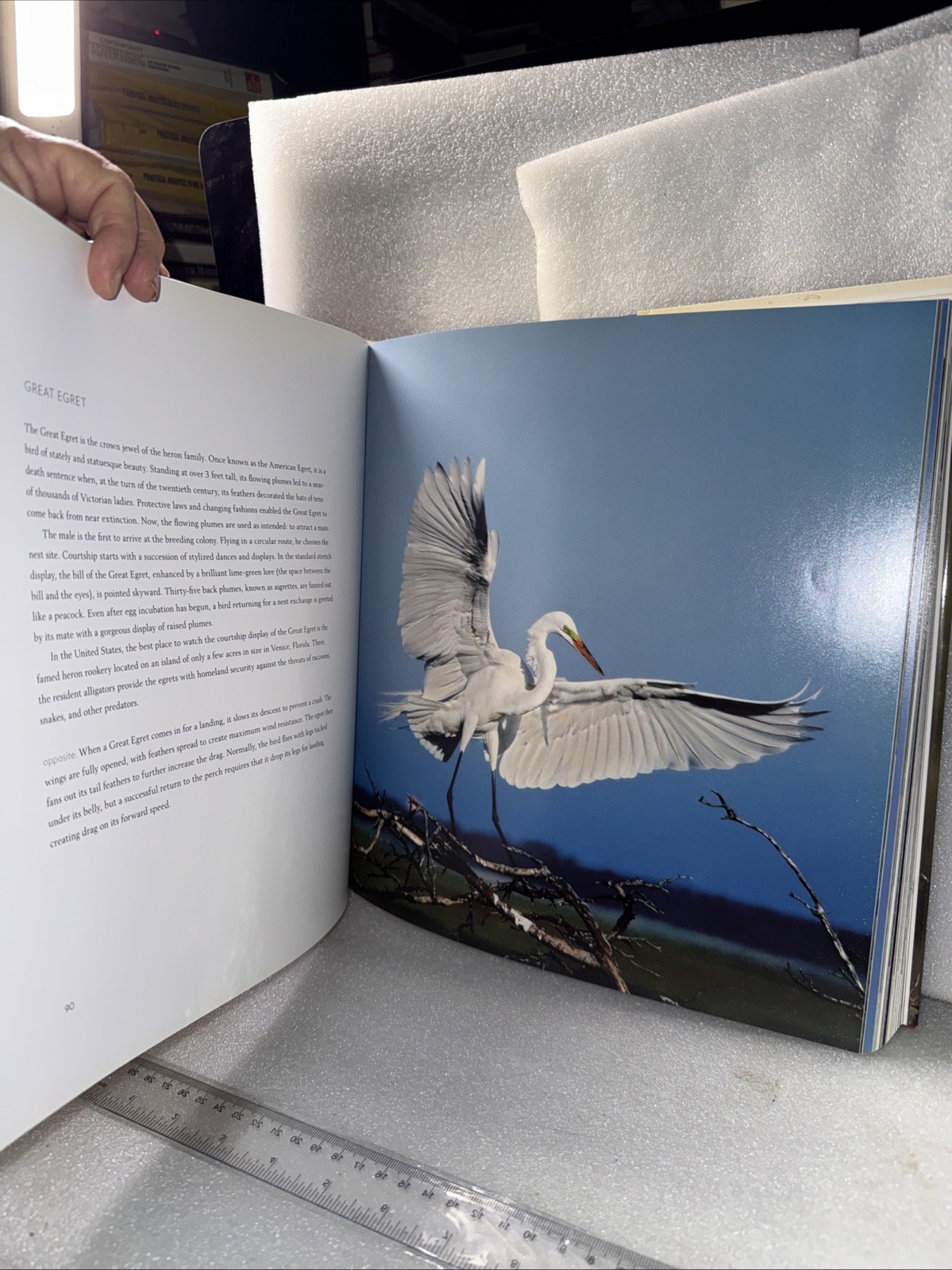 Waterbirds by Theodore Cross