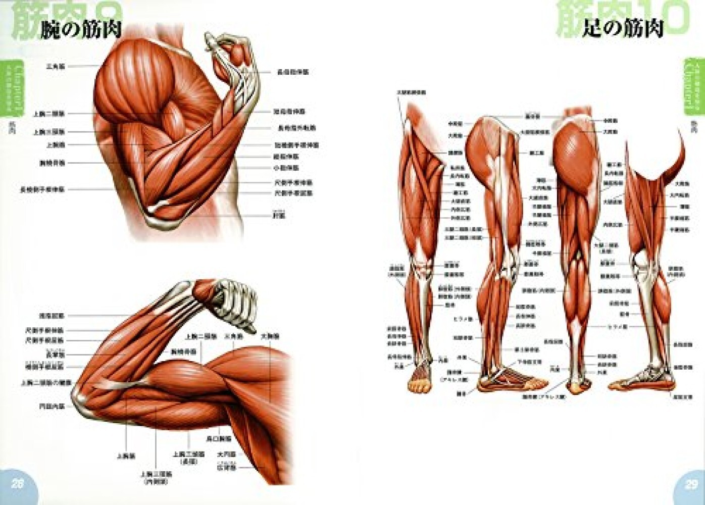 How to draw Manga character drawings learned from human anatomy diagrams