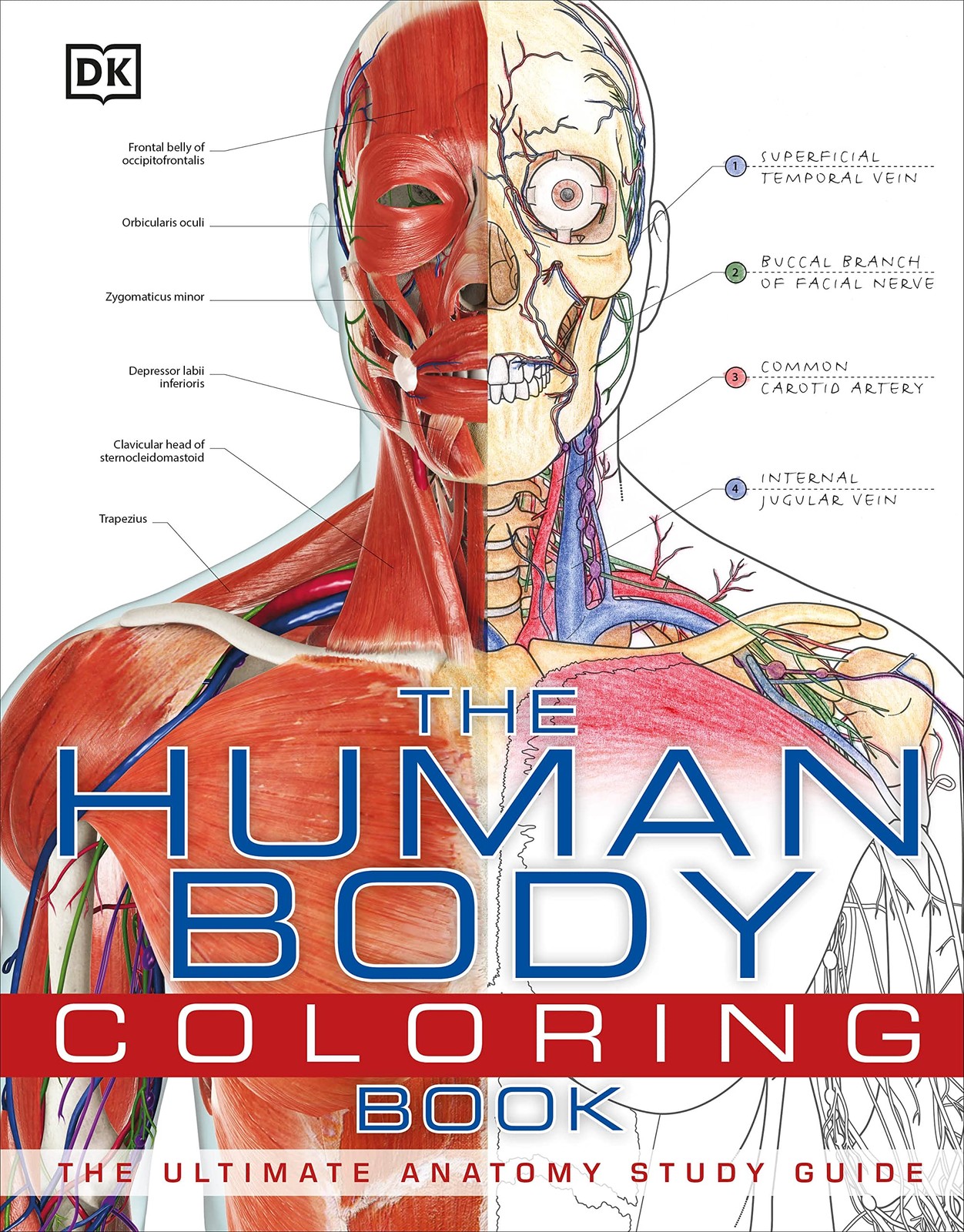 The Human Body Coloring Book: The Ultimate Anatomy Study Guide (DK Human Bod…