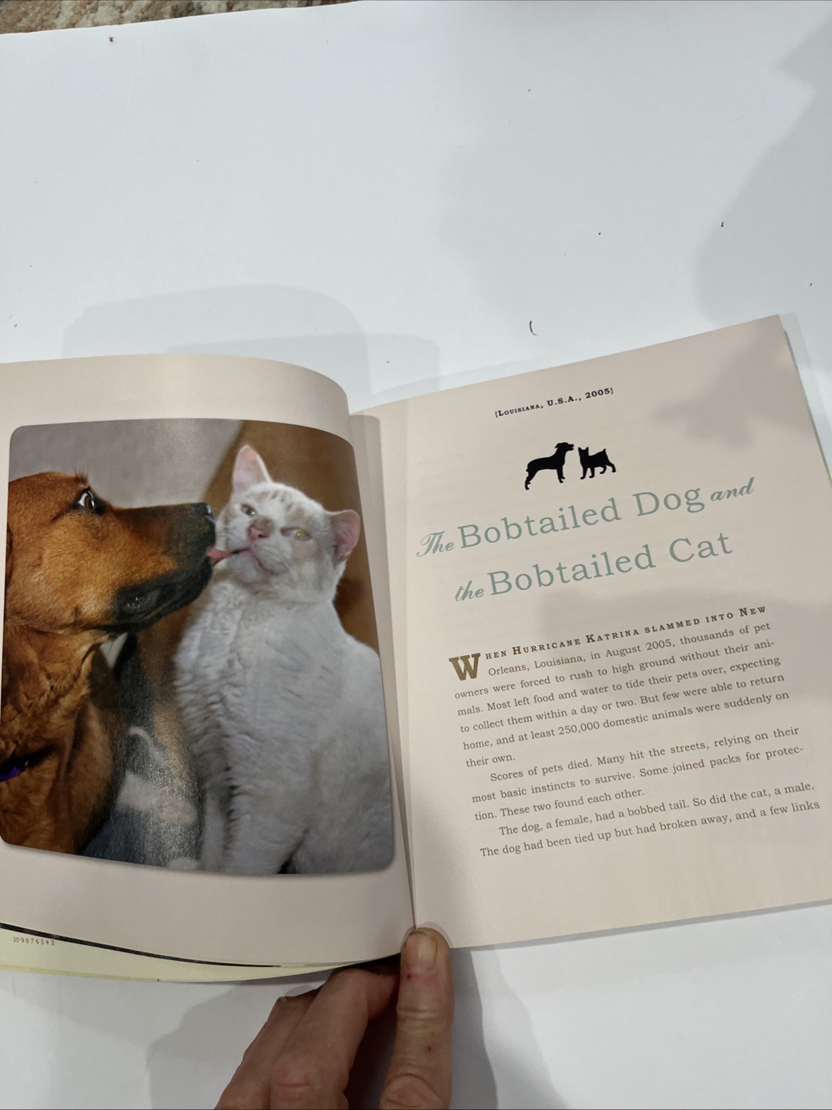 Unlikely Friendships : 47 Stories Animal Kingdom by Jennifer S. Holland (2011