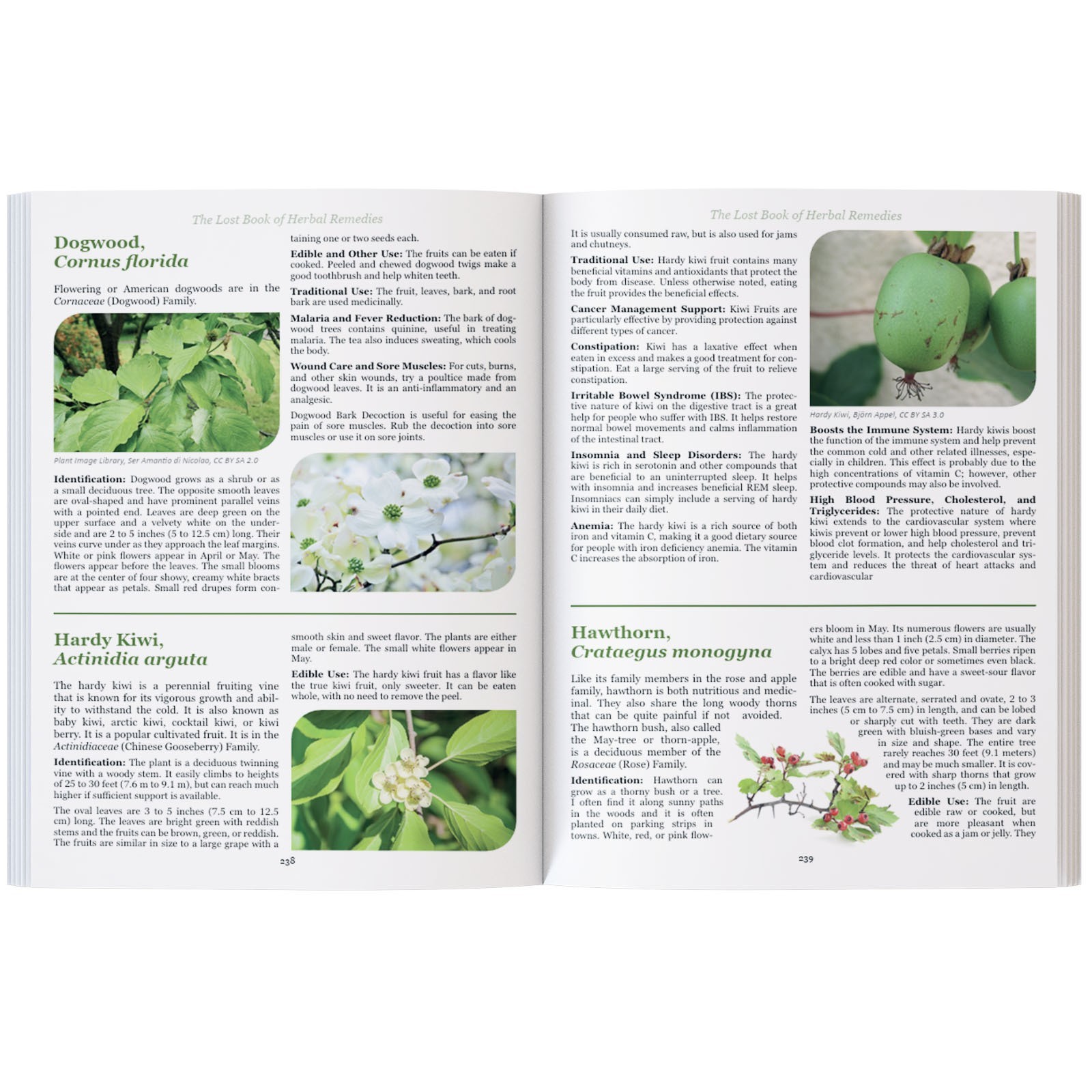 The Lost Book of Herbal Remedies (paperback with color pictures)