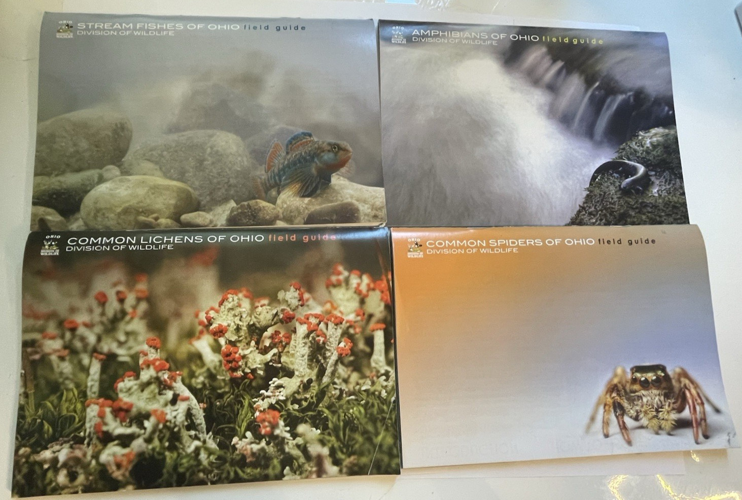 Set of 4 Ohio Field Guides: Spider Lichen Fish Amphibian – Nature Naturalist