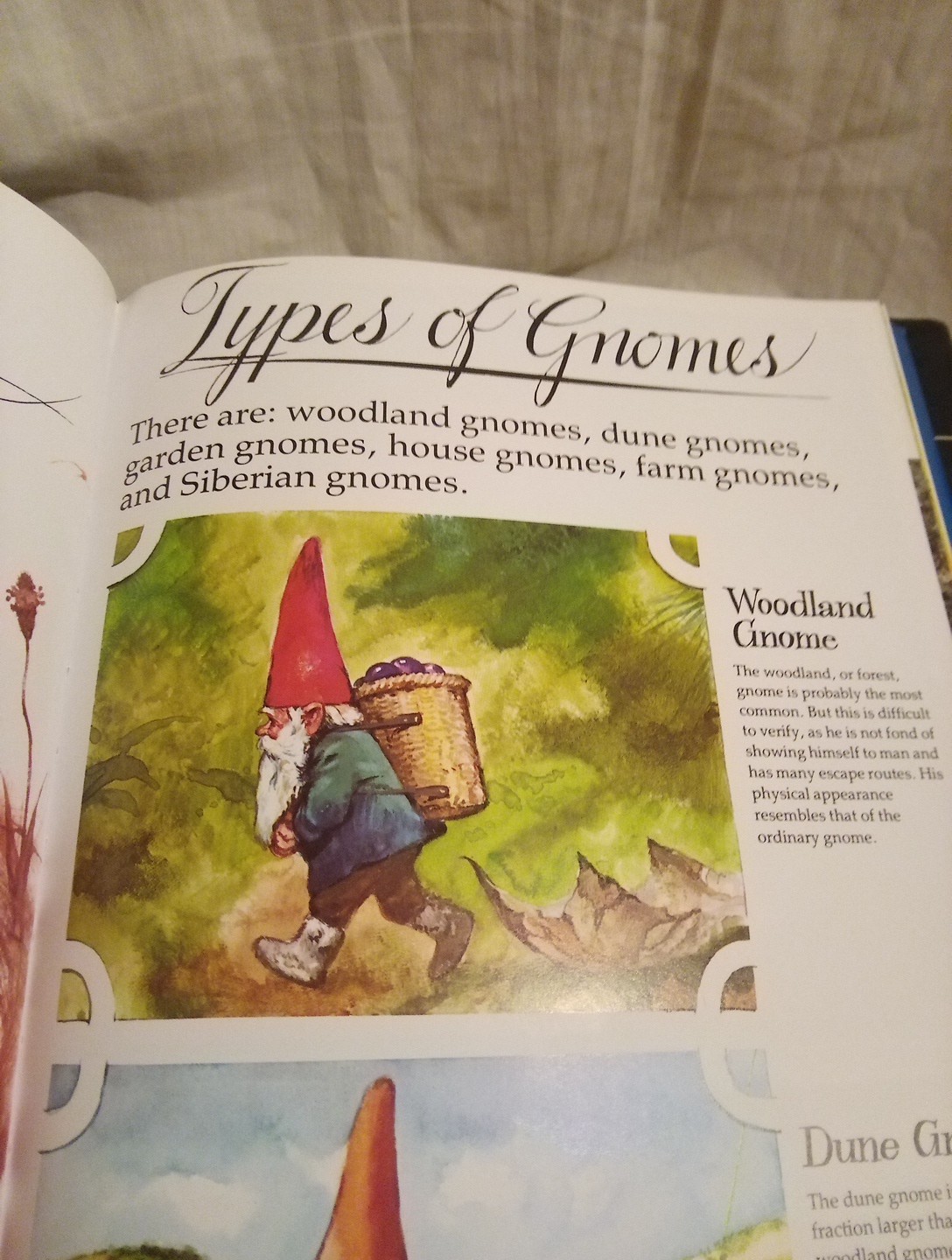 Gnomes By Wil Huygen(Deluxe Collectors Edition, 1st Edition, And Still Has…
